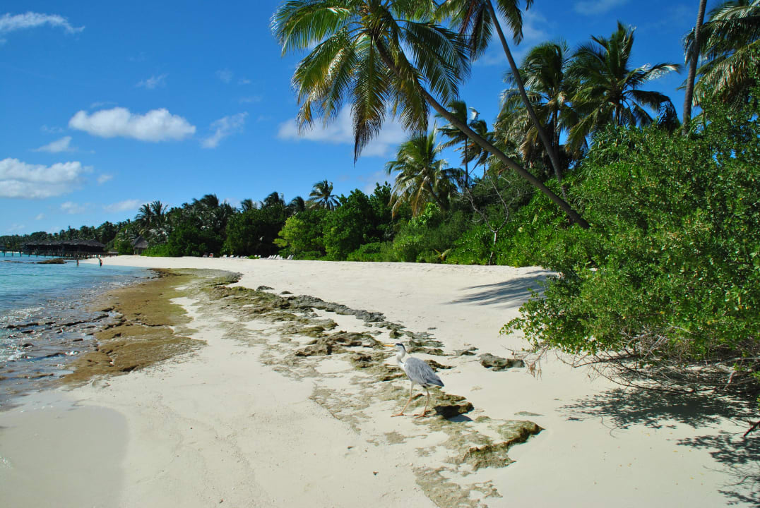Strand am Morgen  Kuramathi Maldives
