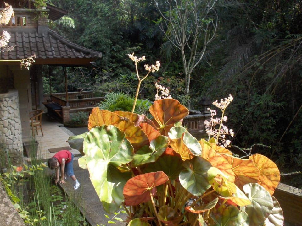 Zimmer am Hang des Canyon Hotel Ketut's Place