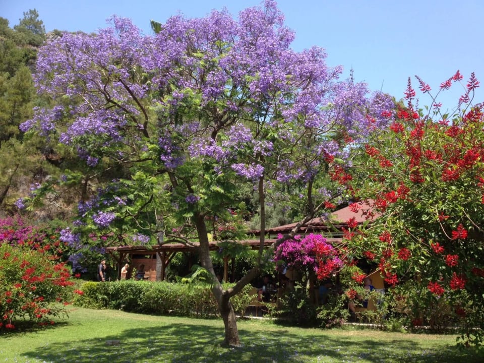 Gartenanlage vor der Poolbar TUI MAGIC LIFE Sarigerme