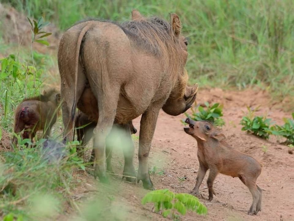 Warzenschweinfamilie Shimba Hills Lodge