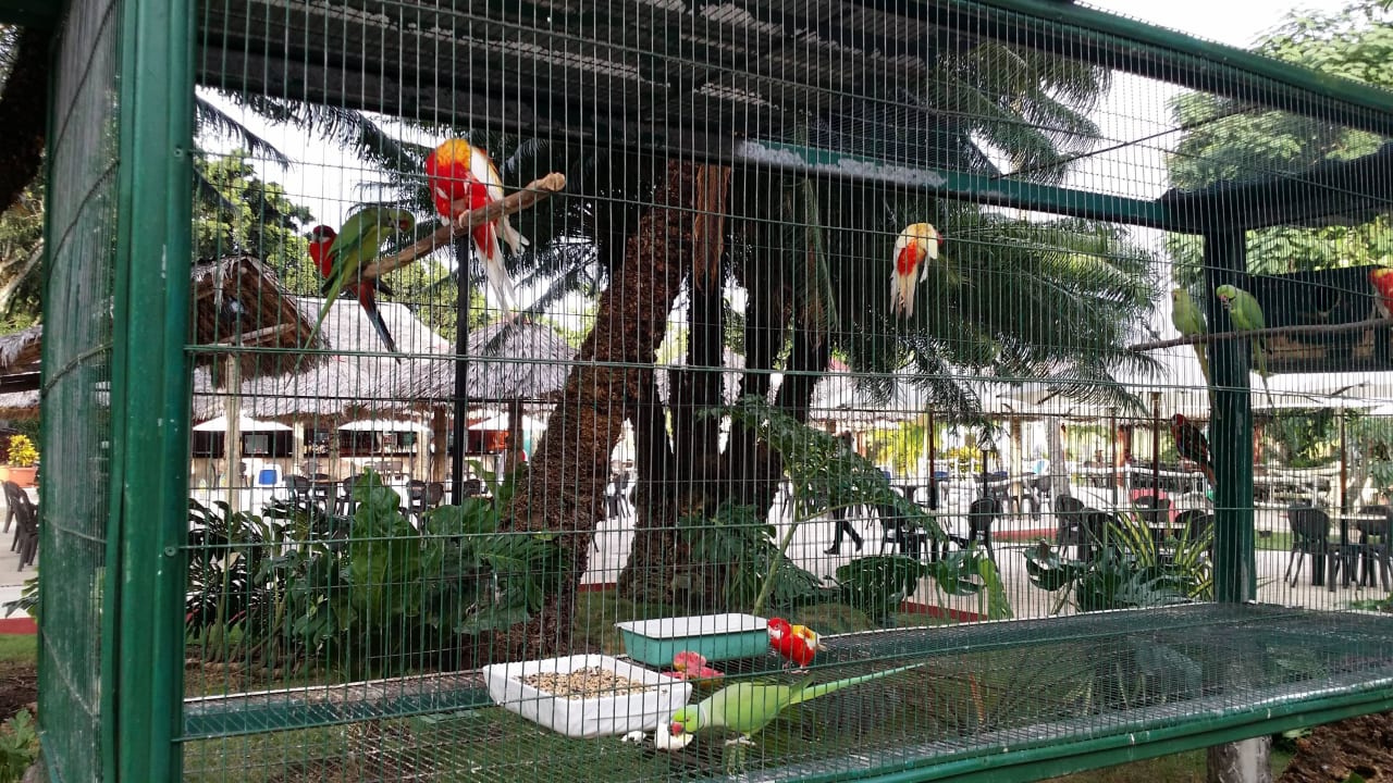 Vögel  Hotel Los Caneyes