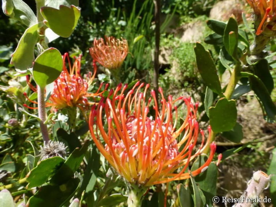 Knysna Gästehaus Littlewood Garden, Nov. 2015 Guesthouse Littlewood Garden