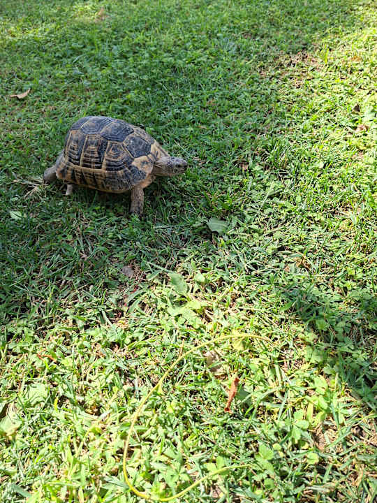 Gartenanlage Saphir Resort & Spa