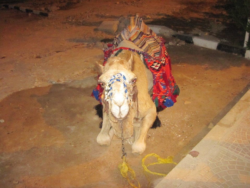 Straße beim Hotel Hotel Falcon Hills