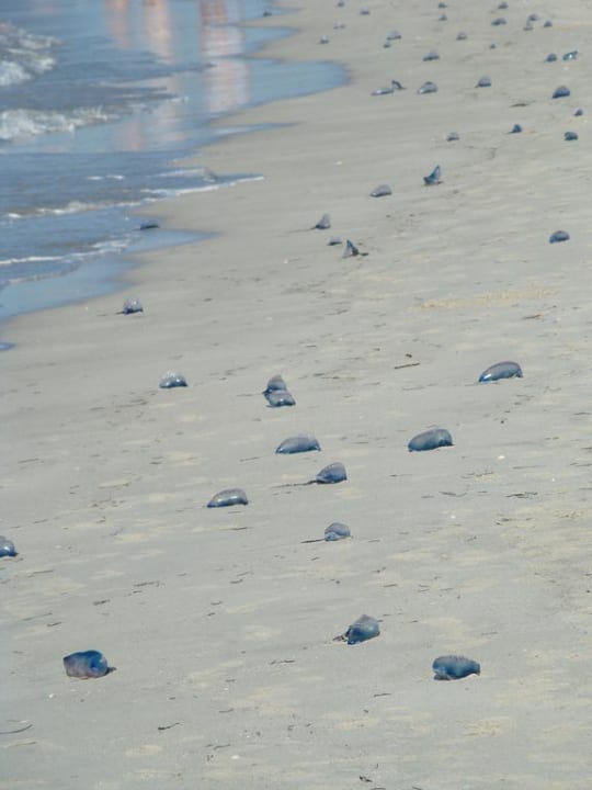 Quallen am Strand Sol Hicacos Varadero