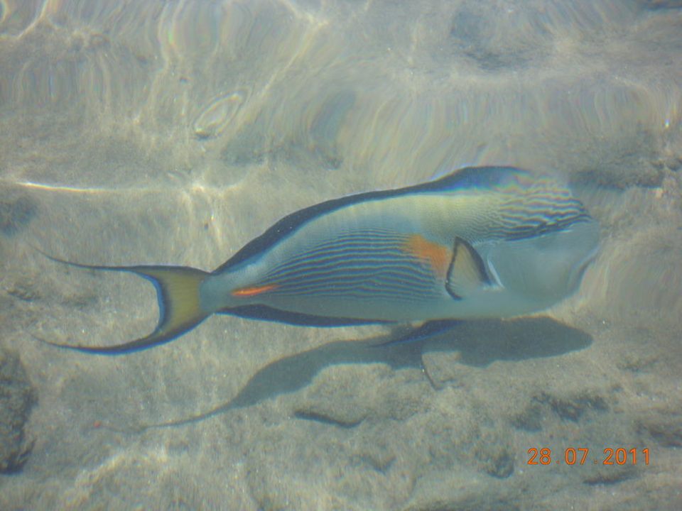 Der konnte auch grinsen  Ghazala Gardens