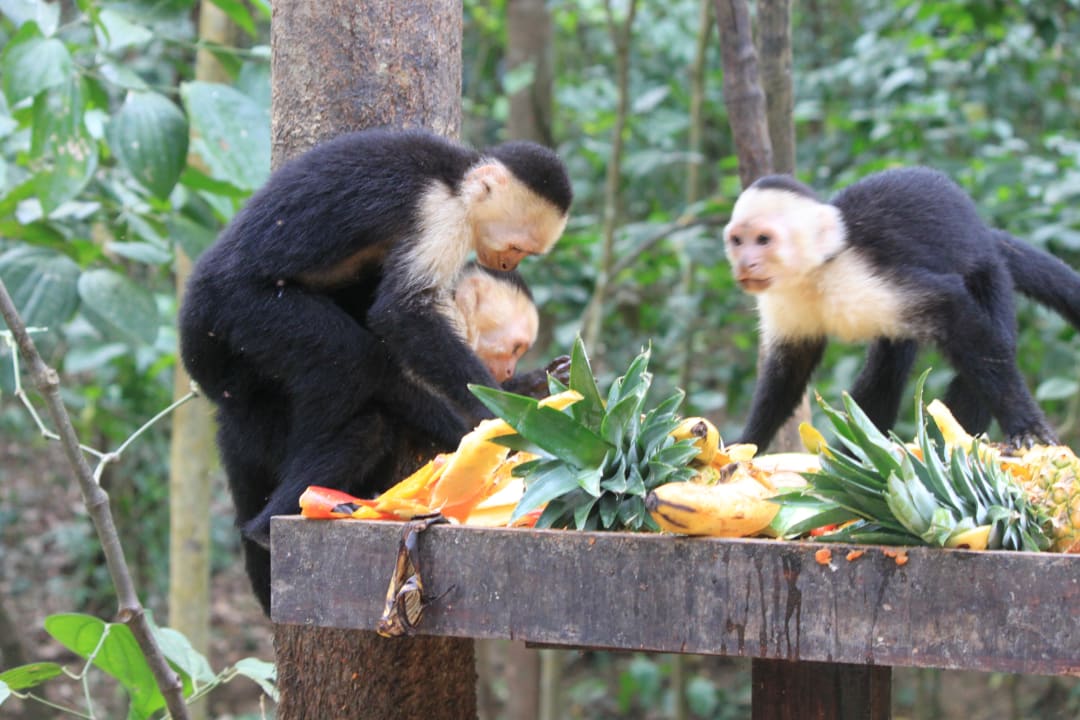Tierwelt Punta Leone Hotel & Club Punta Leona