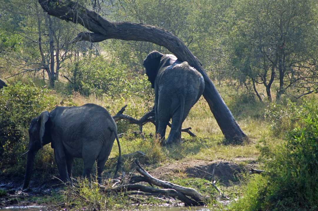 Blick von der Veranda (Teleobjektiv) Gomo Gomo Game Lodge
