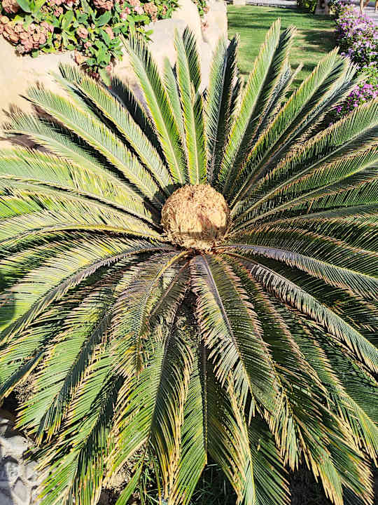 Gartenanlage Three Corners Sea Beach Resort