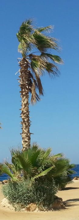 Palme Pickalbatros Citadel Resort