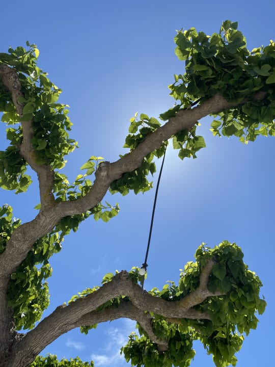 Gartenanlage Hotel Sirocco