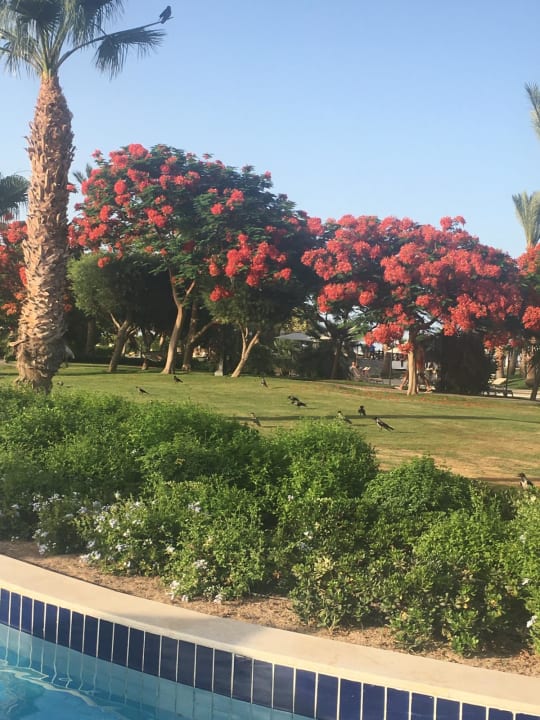 Gartenanlage Steigenberger ALDAU Beach Hotel