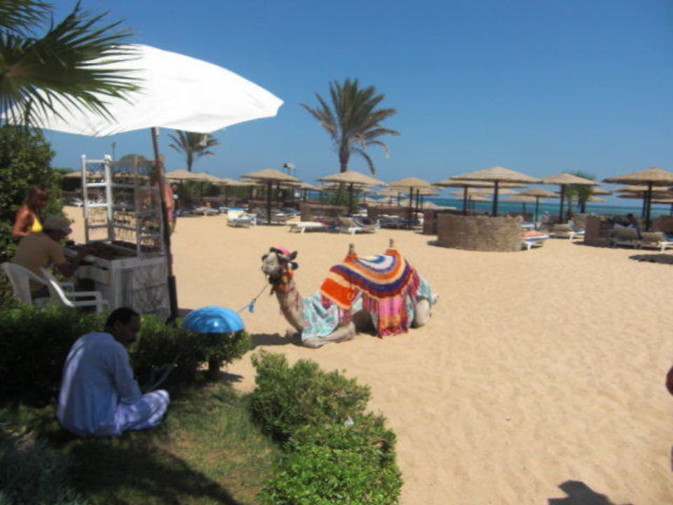 Kamel am Hotel-Strand Sea Star Beau Rivage