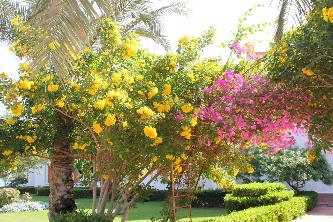 Garten Fantazia Resort Marsa Alam