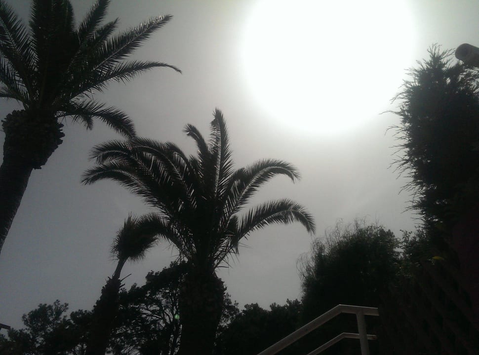 Sonne pur Paloma Pasha