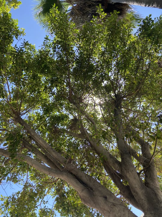 Gartenanlage Mira Meridia Beach Hotel