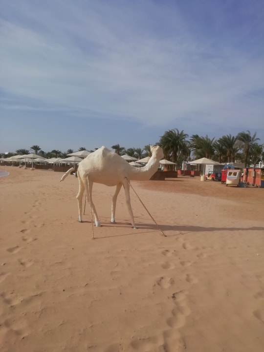 Strand Menaville Safaga