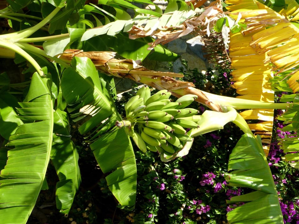 Banany. Bodrum Park Resort