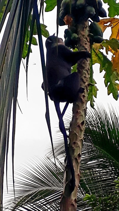 Gartenanlage Spice Island Hotel & Resort