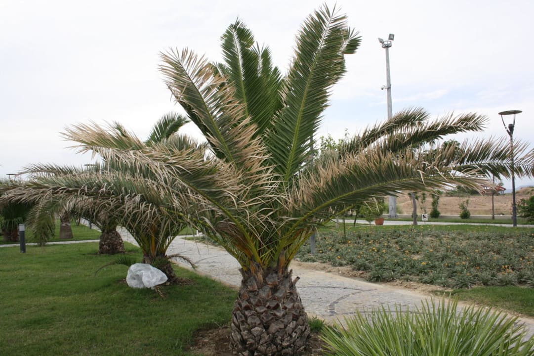 Strandpromenade Side Lilyum Hotel & Spa