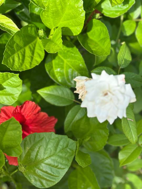 Außenansicht Oleandri Resort