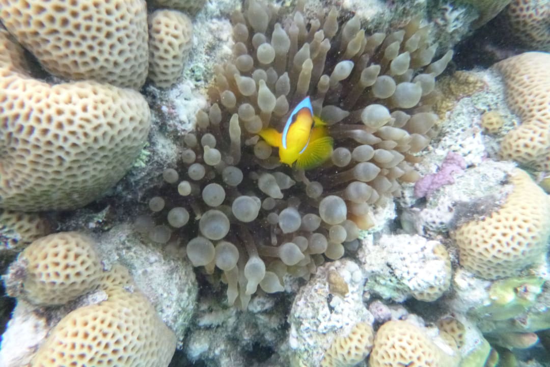 Anemonen Lahami Bay Beach Resort