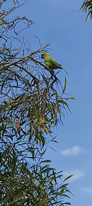 Gartenanlage Hotel Hyde Park Lane
