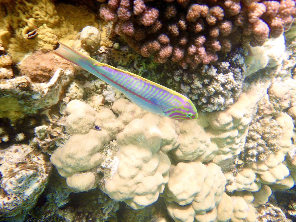 Sport & Freizeit Three Corners Sea Beach Resort