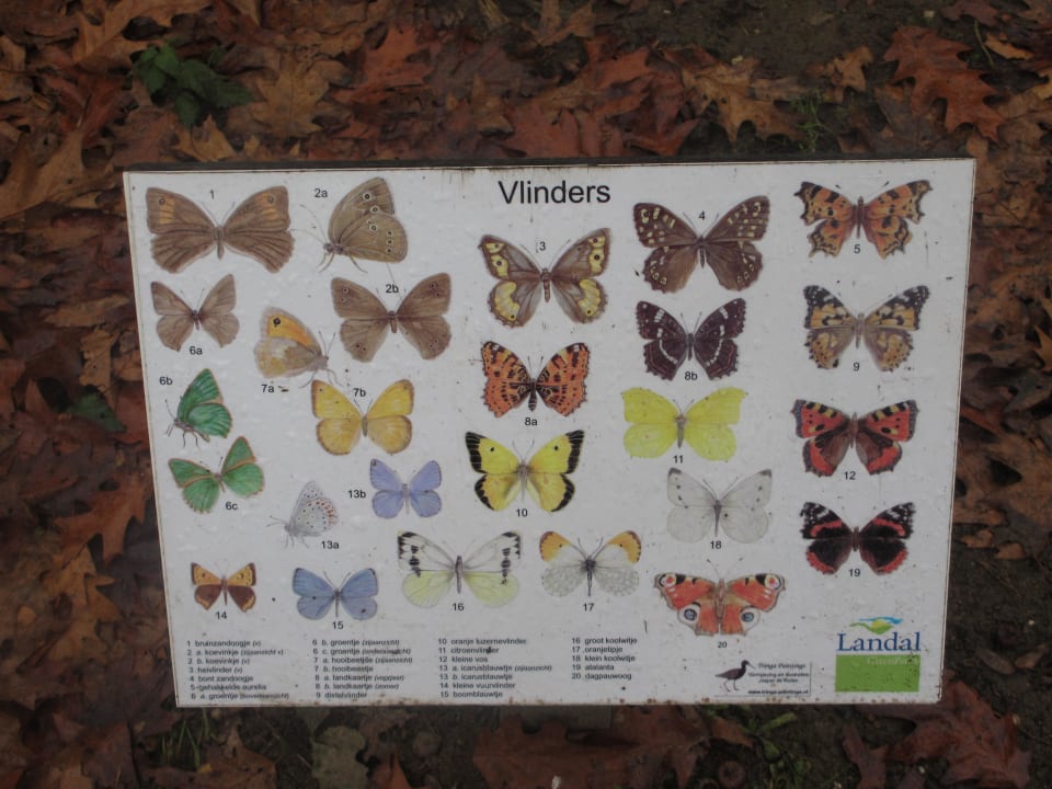 Schmetterling-Garten Ferienpark Landal De Lommerbergen