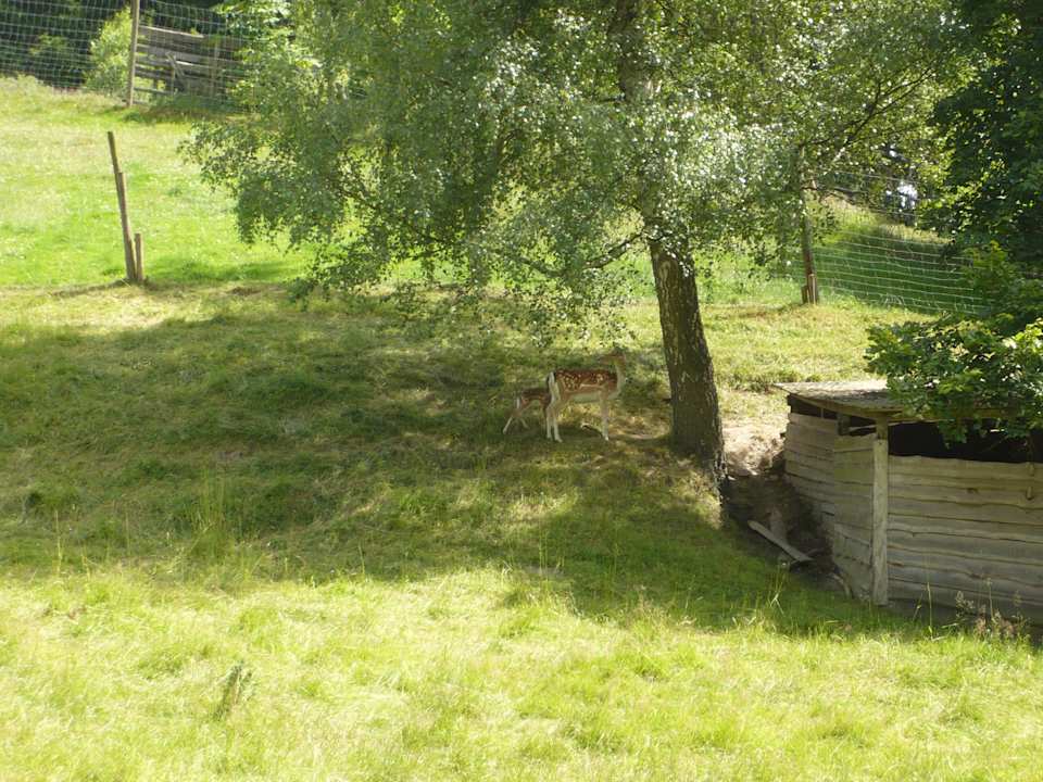 Wildgehege mit Rehwild Pension Sohler Sauerbrunnen