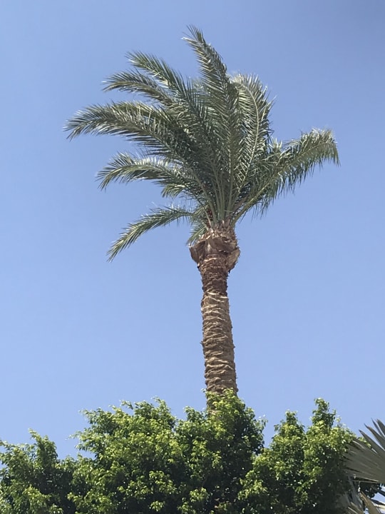 Gartenanlage Grand Waterworld Makadi & Family Star Makadi