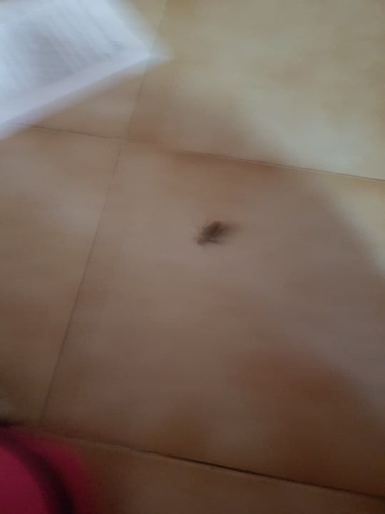 Haustiere  Alborada Ocean Club