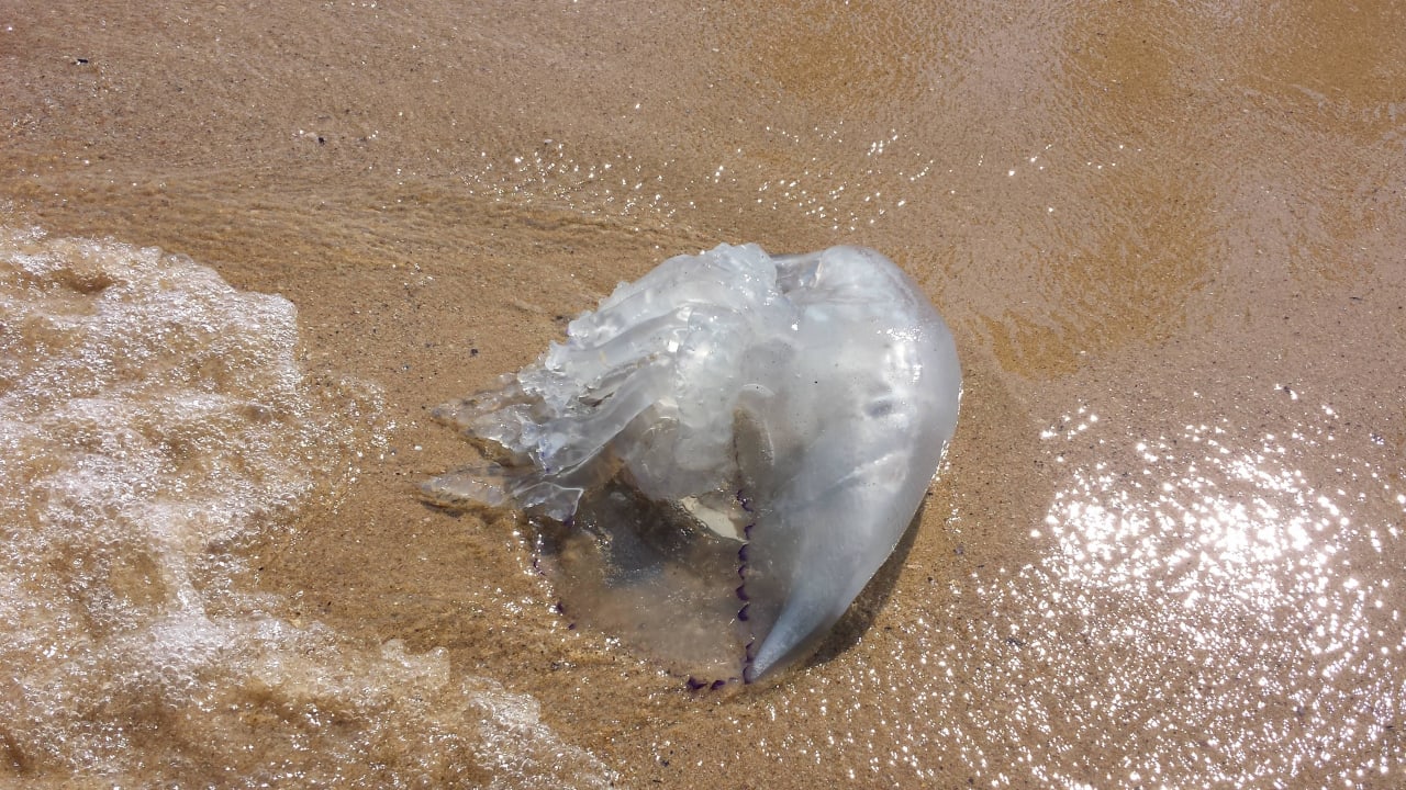 Gestrandete Qualle Sol Luna Bay