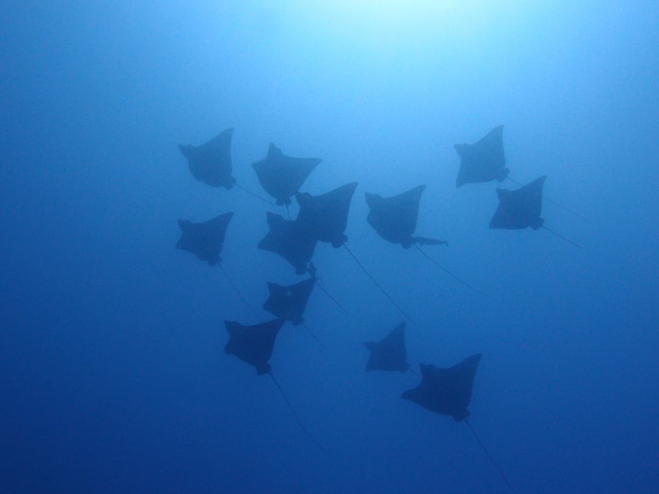 Adlerrochen Hotel Six Senses Laamu