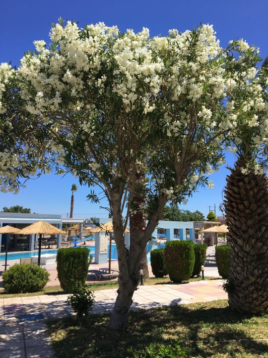 Gartenanlage Corali Hotel