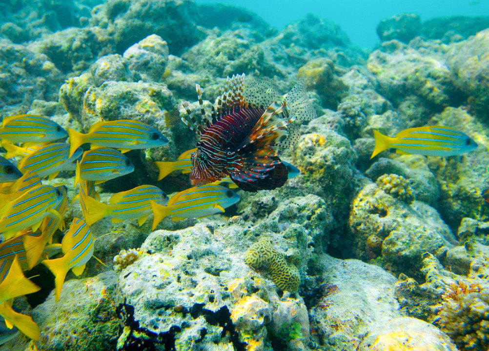 Unterwasser am Strand Meeru Maldives Resort Island