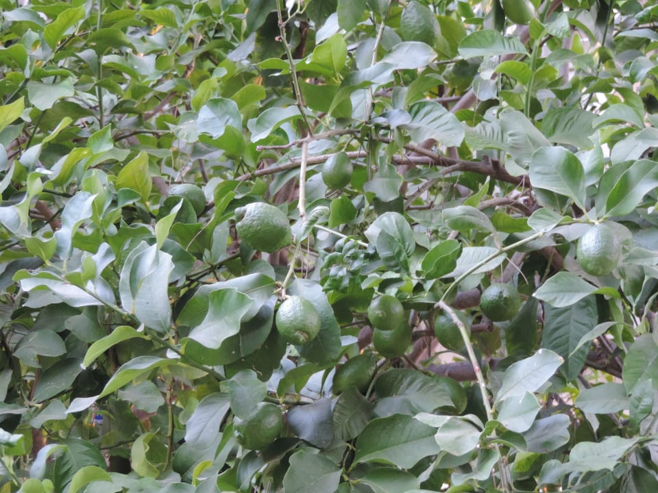 Limettenbaum Club Sidelya Hotel