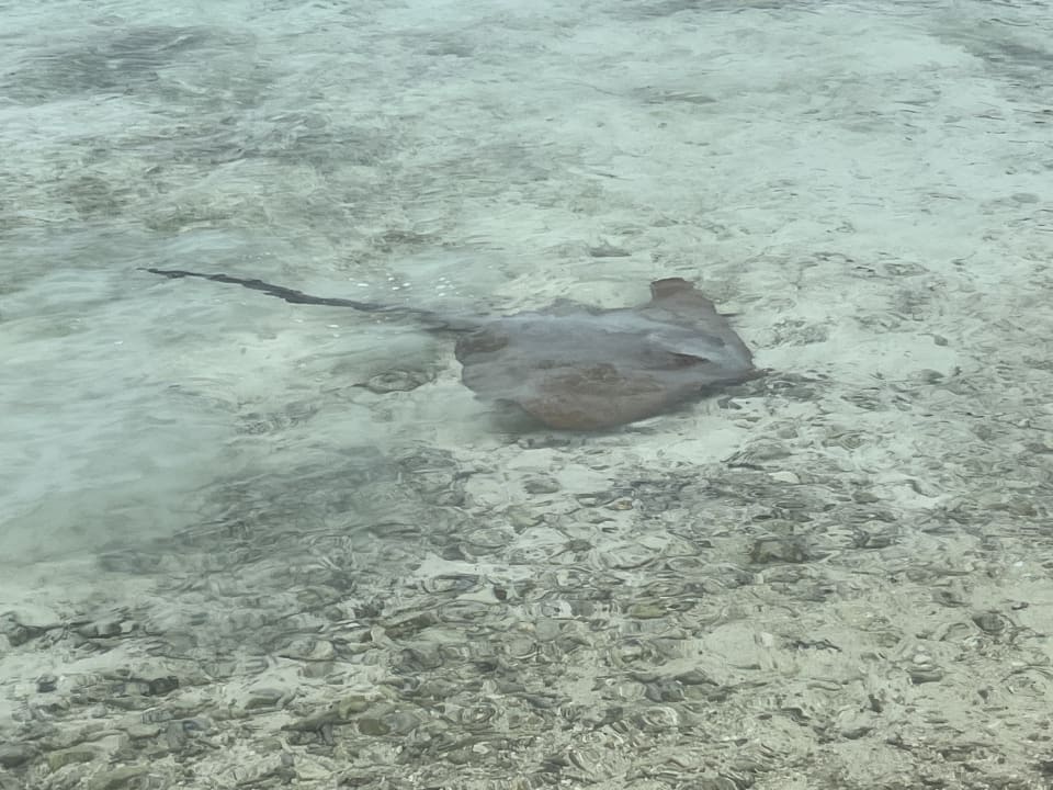 Sonstiges Cinnamon Dhonveli Maldives