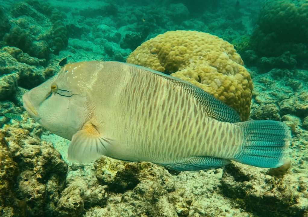 Strand Vilamendhoo Island Resort & Spa