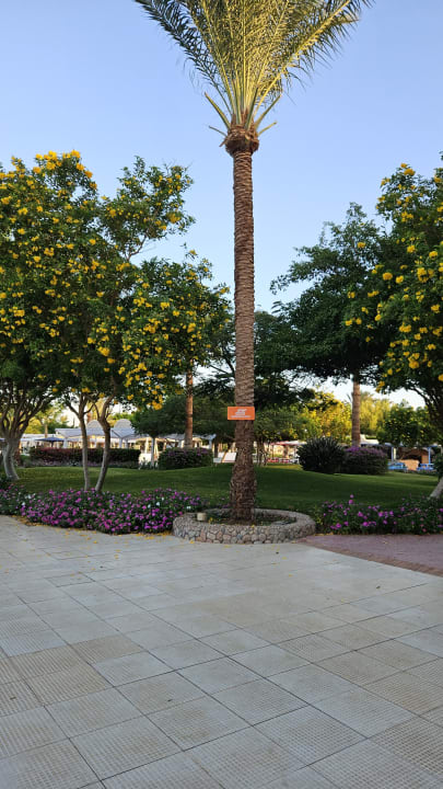 Gartenanlage Desert Rose