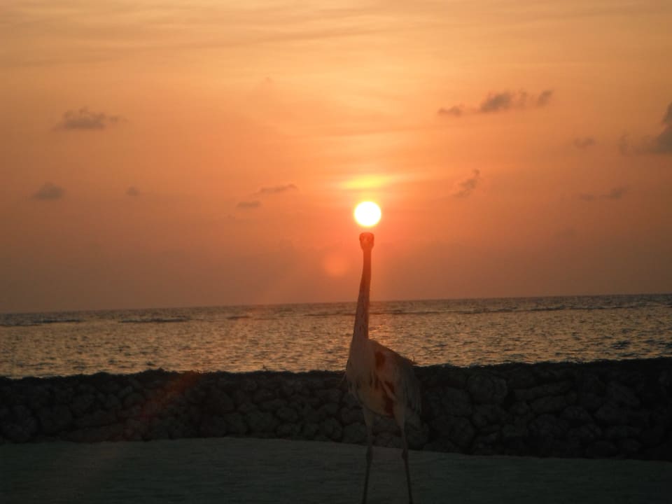 Sonnenuntergang mit Kranich Summer Island Maldives