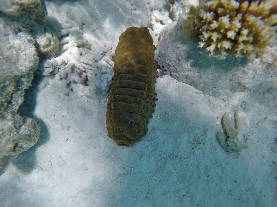 Braune Riesen Seewalze NH Collection Maldives Havodda Resort