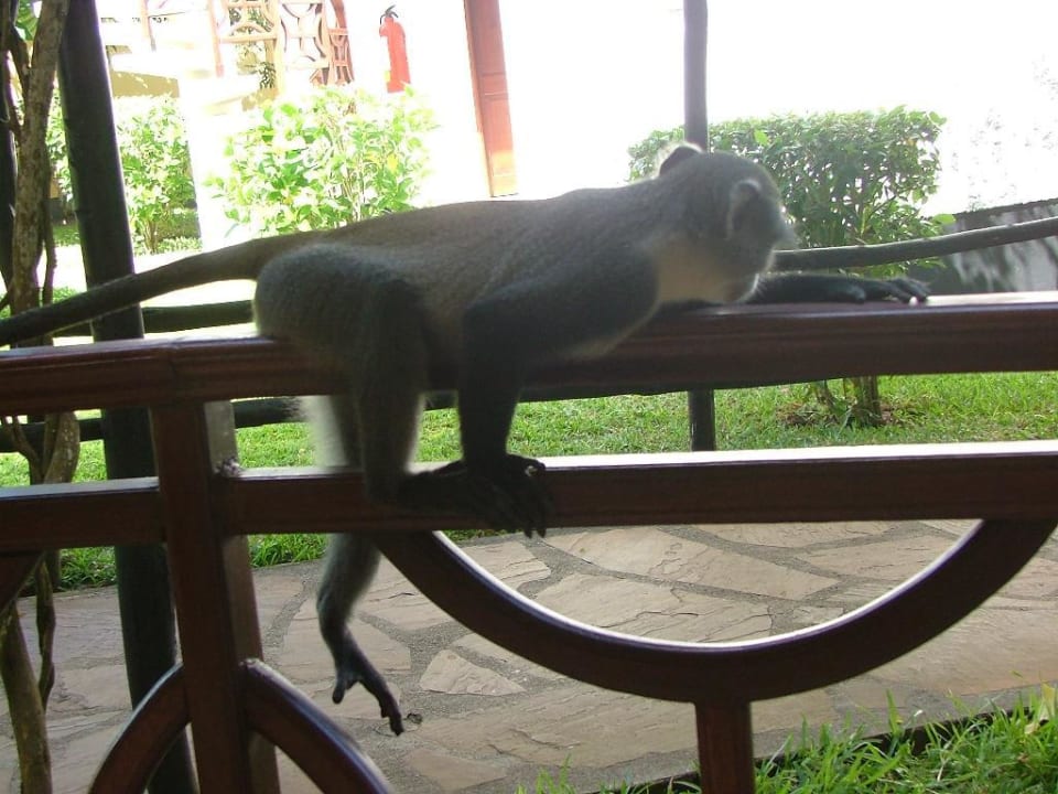 Meerkatze auf der Terrasse Neptune Paradise Beach Resort & Spa