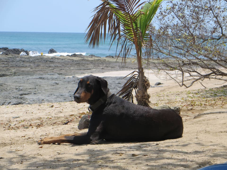 Hunde am Strand Occidental Tamarindo