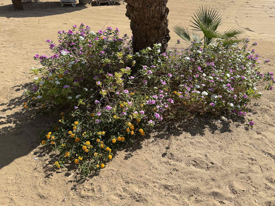 Strand Mövenpick Resort El Quseir