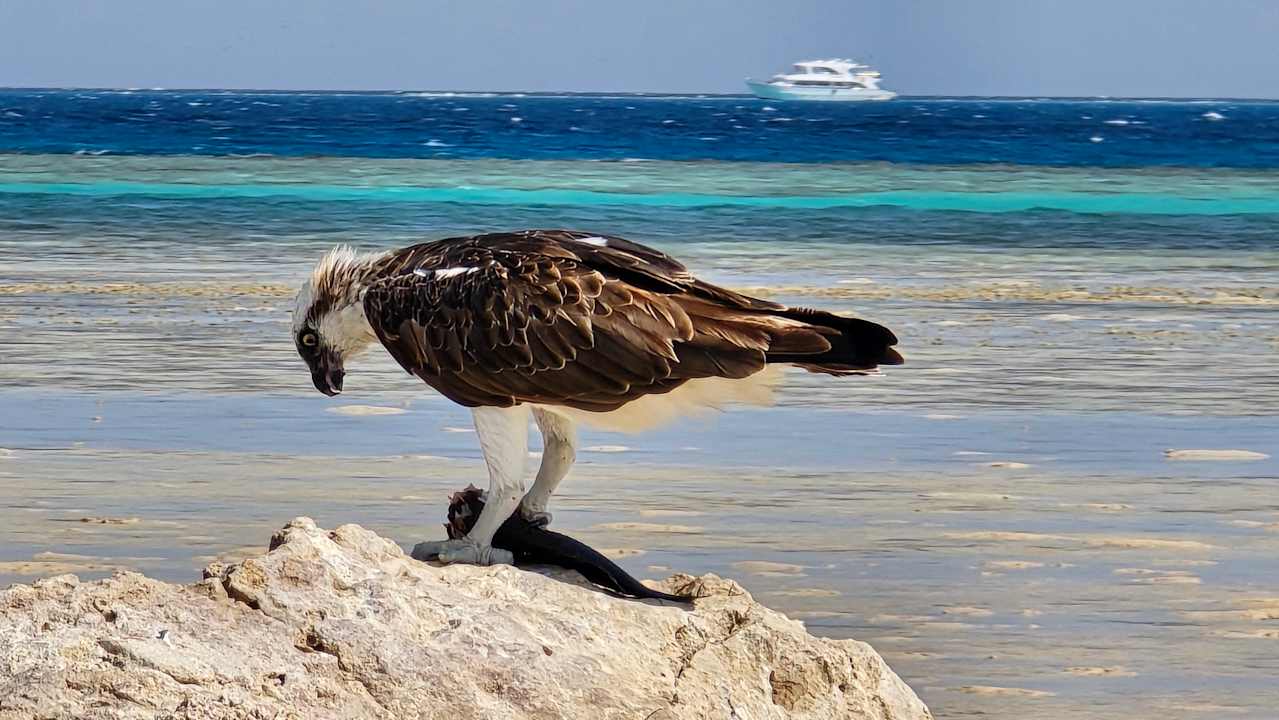 Strand JAZ Elite Asteria