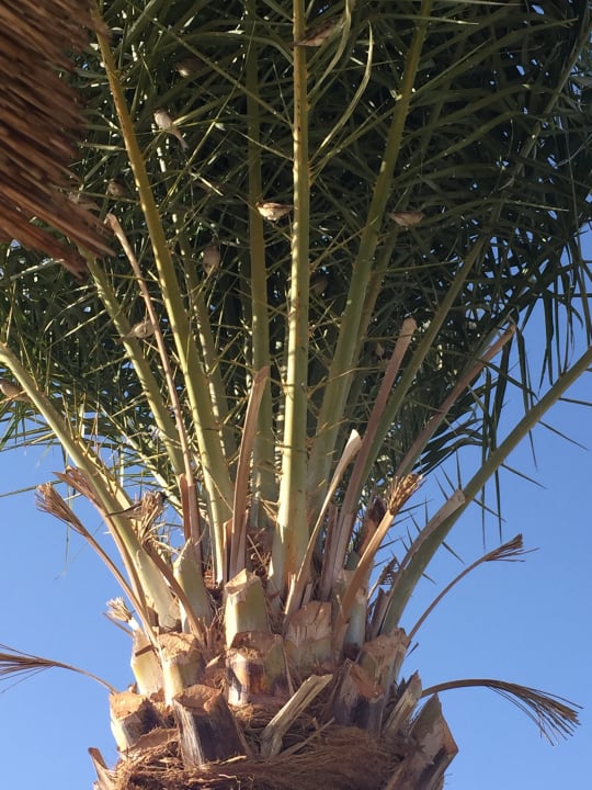 Am Pool ne Palme mit Vögelchen Pickalbatros Aqua Park Resort - Hurghada