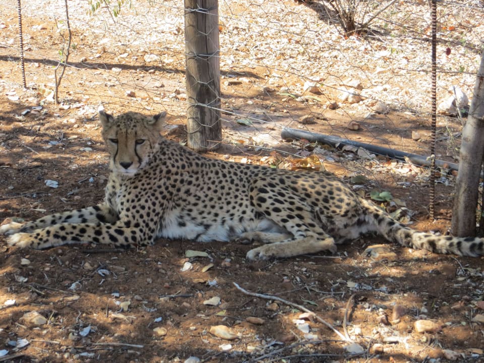 Zahme Geparden zum Kscheln Otjitotongwe Cheetah Lodge