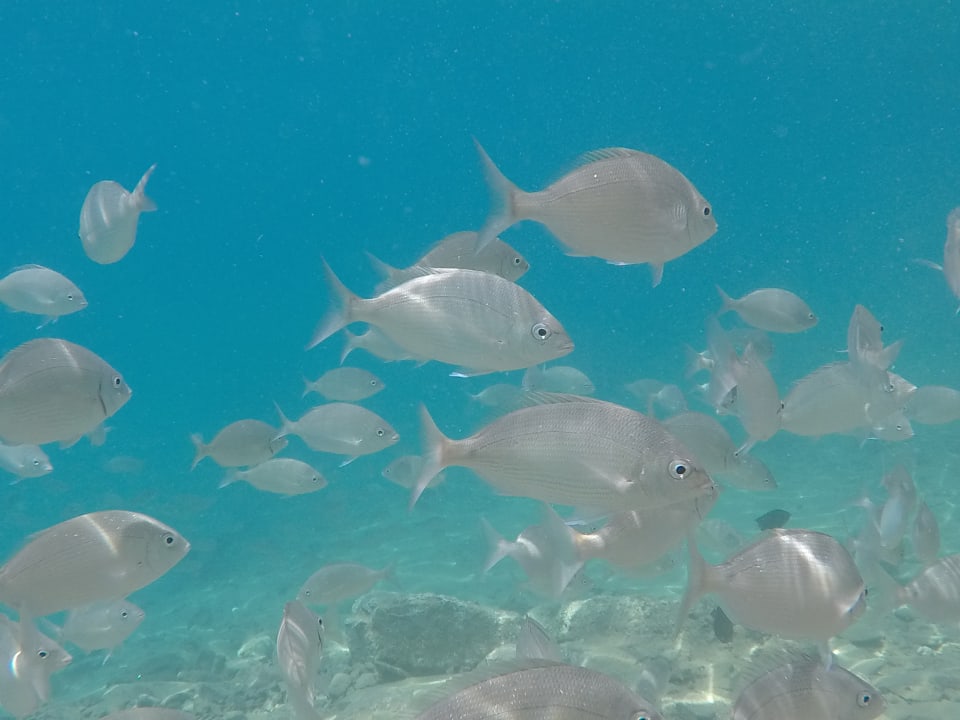 Strand Pickalbatros Aqua Blu Resort - Hurghada