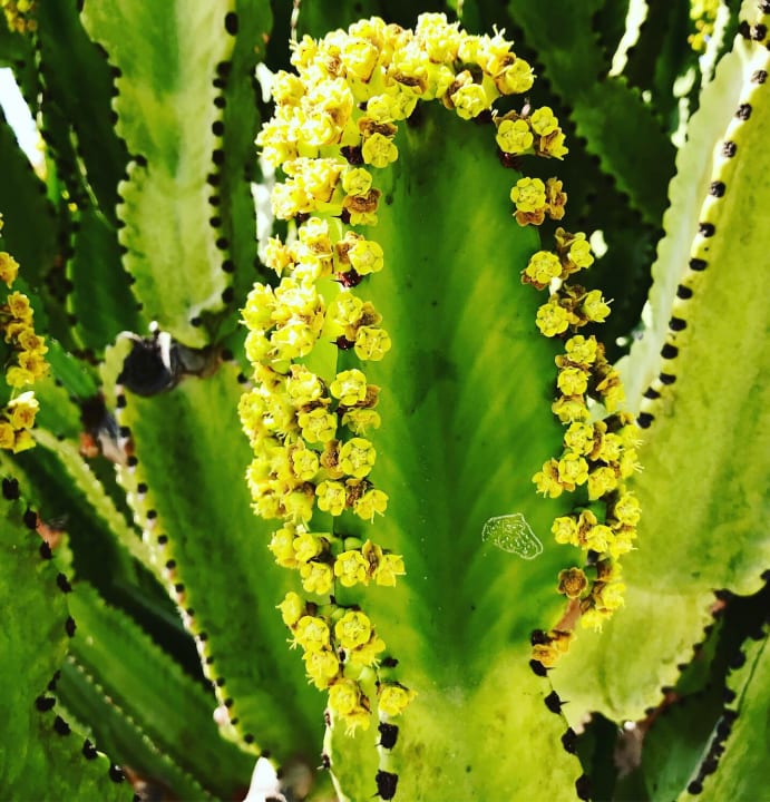 Garten Hovima Costa Adeje - For Cool Adults